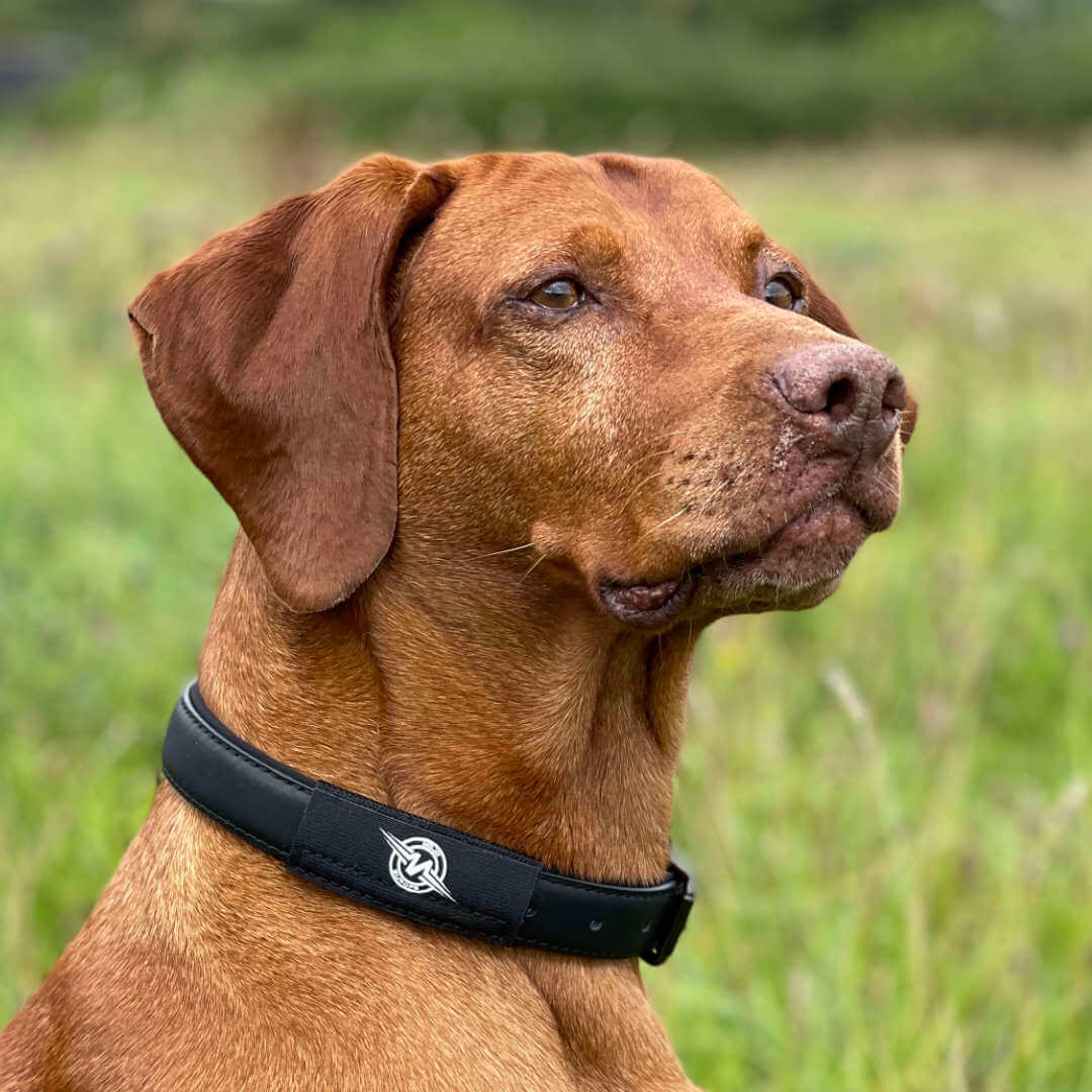 AV Edge honden patch natuurlijke ondersteuning