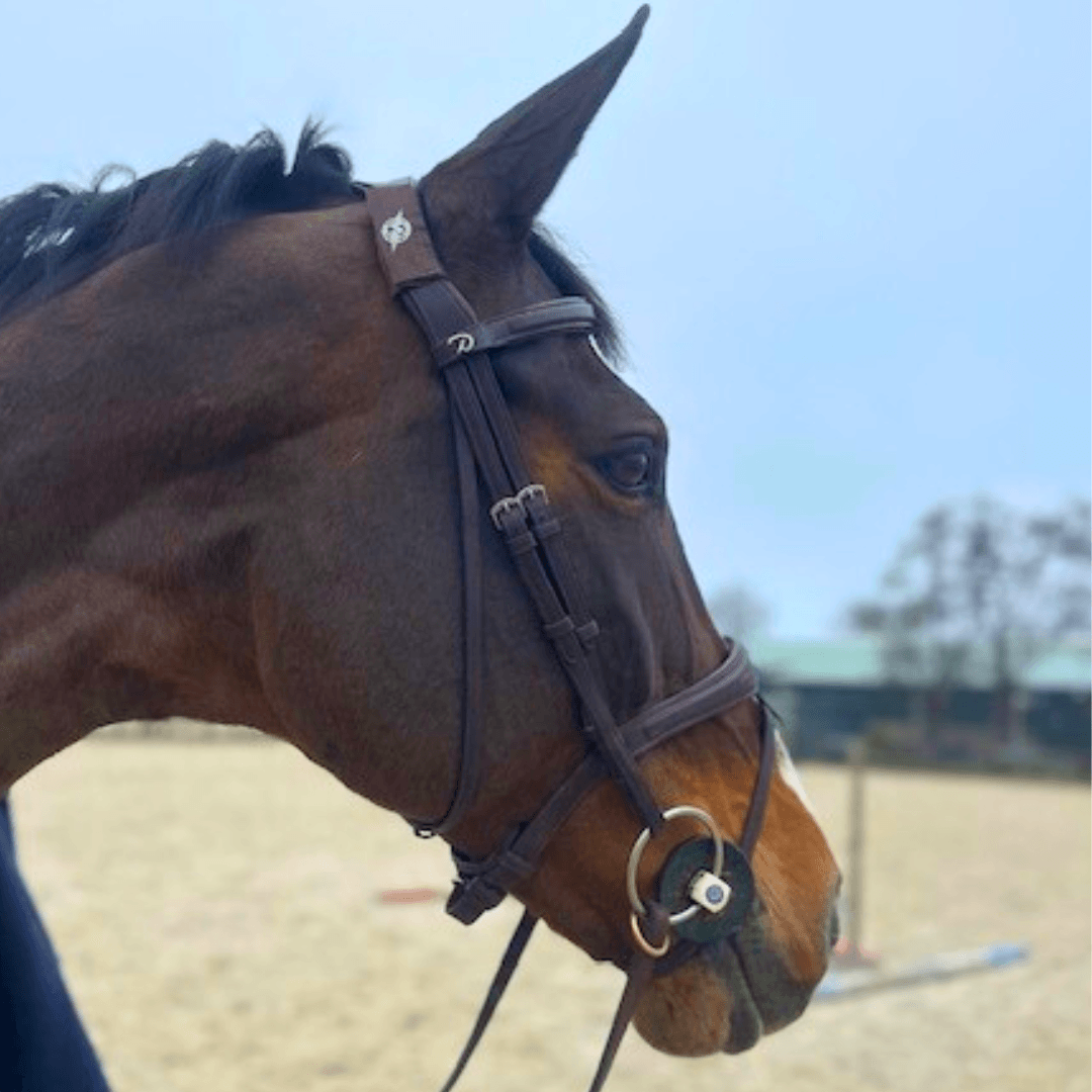 AV Edge paarden patch voor balans en focus